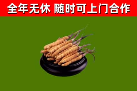 大同烟酒回收冬虫夏草.jpg